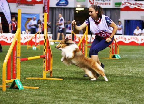 Warren Hills alumnus of 2014 Kathleen Oswald leads the way for her dog in the Spain World Agility Open in 2016. 
(Photo Courtesy of Kathleen Oswald)