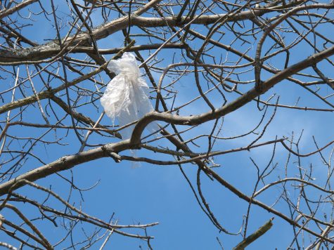 Plastic bags being banned in New Jersey will more than likely prevent further pollution, such as plastic bags being caught in trees, waterways and other parts of the environment.