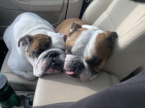 One of Slack’s favorite activities outside of school is spending time with his adorable bulldogs, Kona and Paddington, shown above.
(Photo courtesy of Adam Slack)